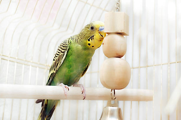 Bird Supplies