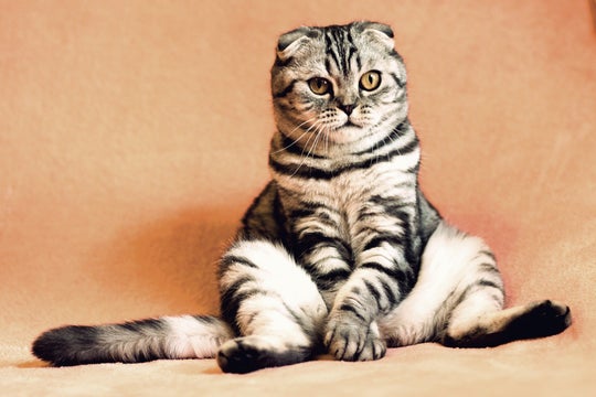 Cats