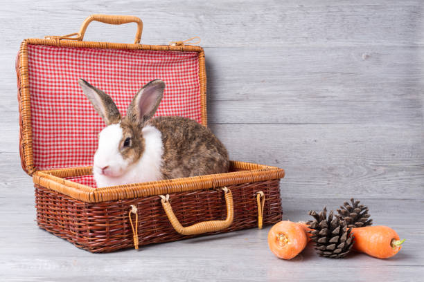Small pet supplies