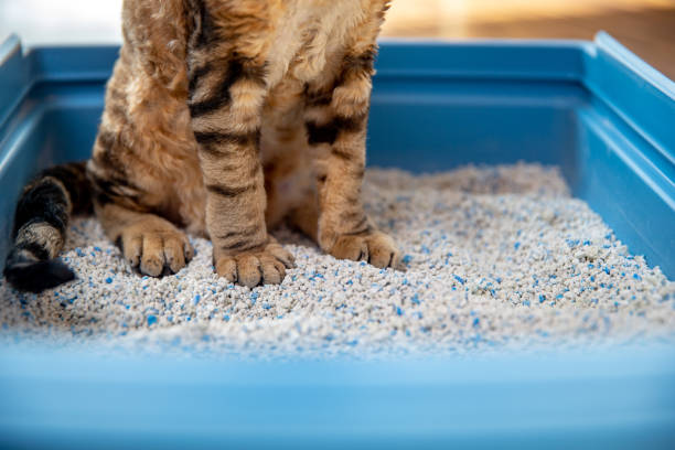 Sand for Cats