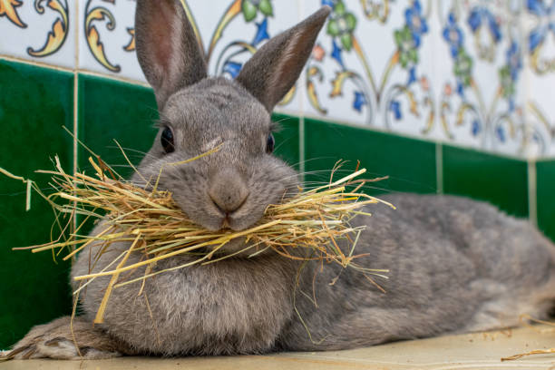 Small pet food