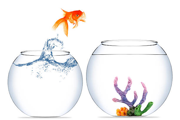 Fish Supplies