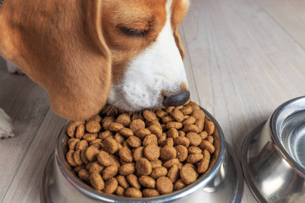 Dog food