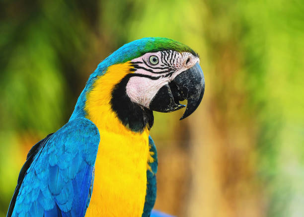 Birds