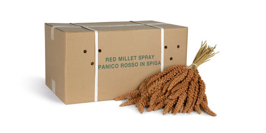 Millet bunches