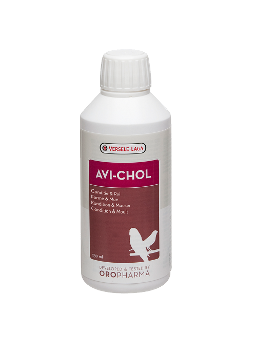 Avi Chol