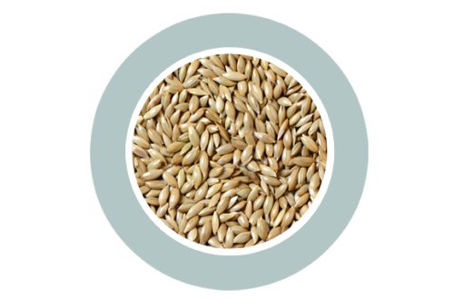 Canary Seed (Scagliola) 1kg