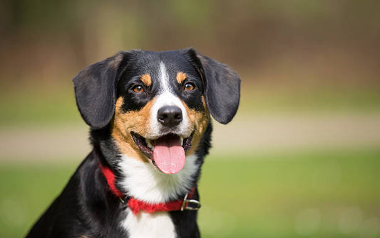 rabies tittreاستخراج ىشهادة صحية مع ال