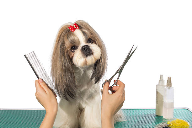 pet grooming