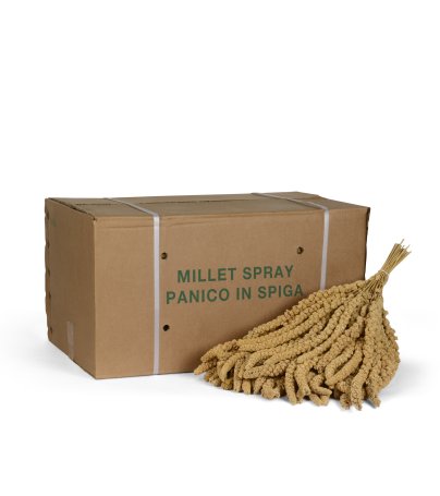 yellow millet bunches