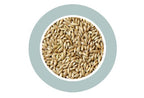 Canary Seed (Scagliola) 1kg